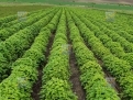 KPD.BG - For sale workshop for the production and processing of herbs and spices with a photovoltaic power plant 