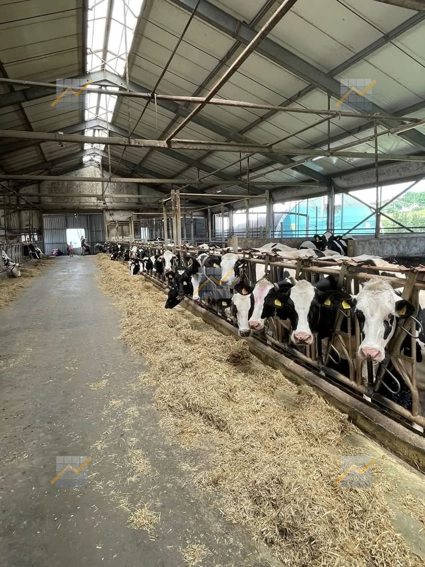 KPD.BG - Продаётся ведущая ферма по производству молока на юго-востоке Болгарии