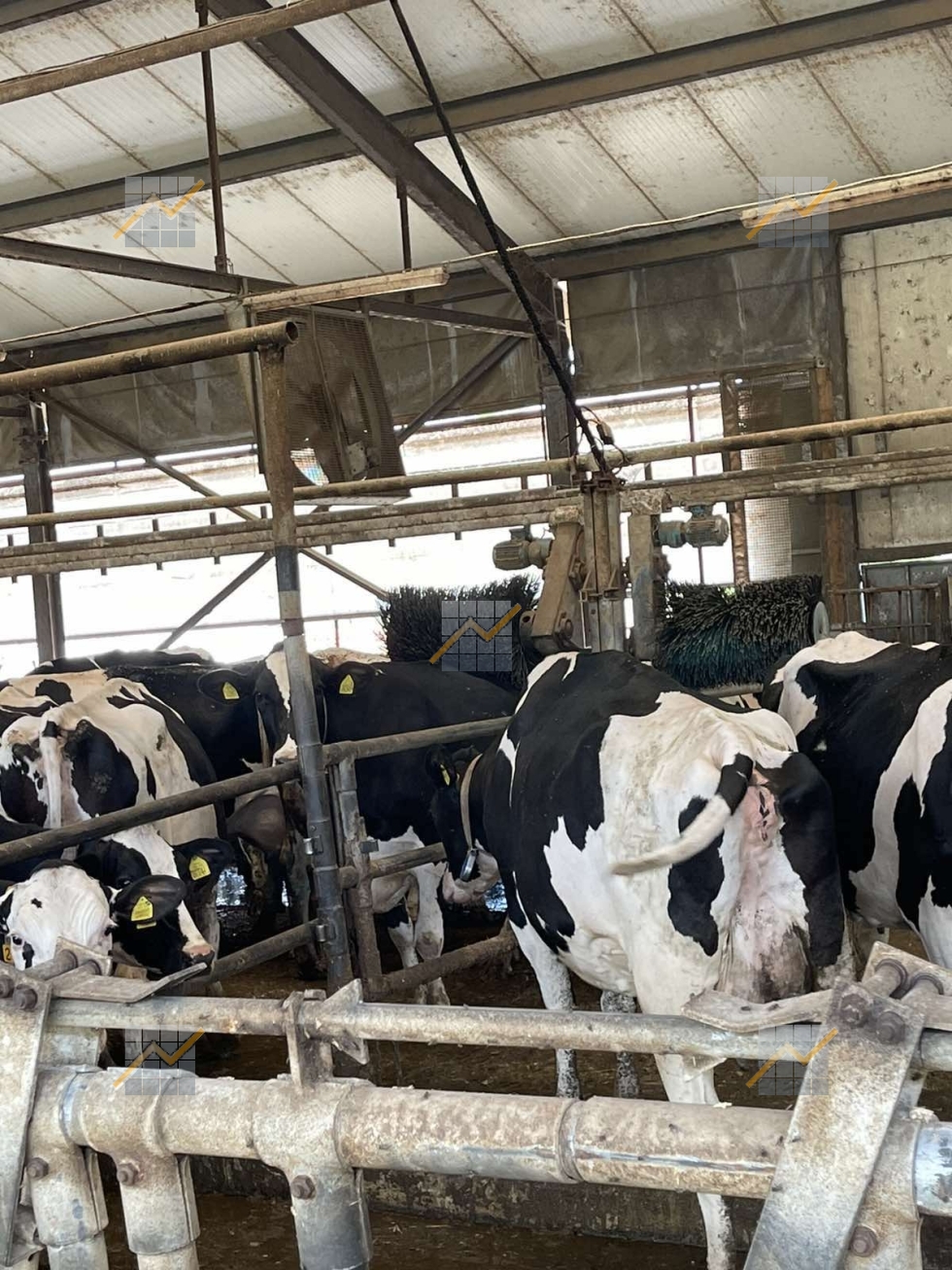 KPD.BG - The leading milk farm in Southeast Bulgaria is for sale